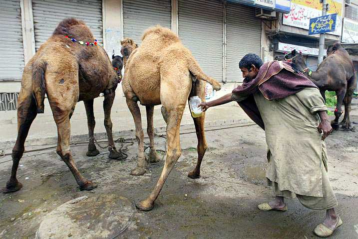 camel-urine
